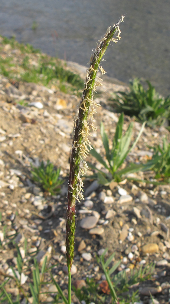 Image of Alopecurus myosuroides specimen.