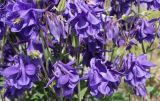 род Aquilegia. Цветки, плоды и бутоны. Германия, г. Дюссельдорф, Ботанический сад университета. 04.05.2014.