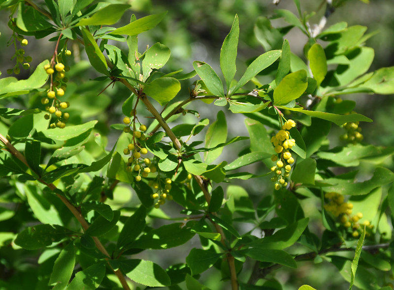 Изображение особи род Berberis.