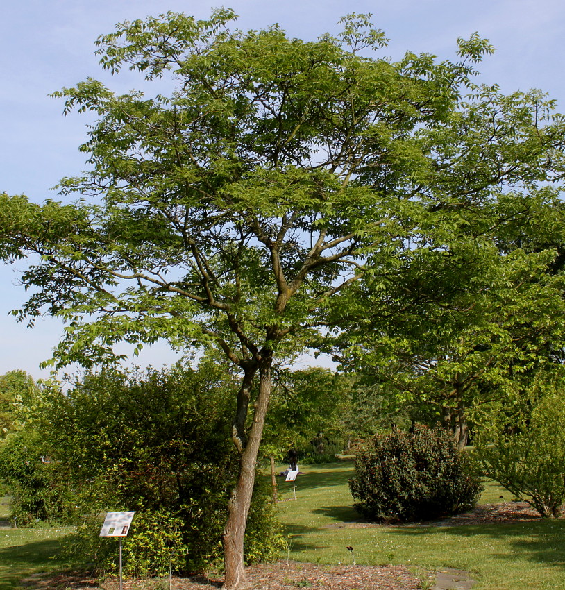 Изображение особи Phellodendron japonicum.