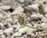 Plantago ovata
