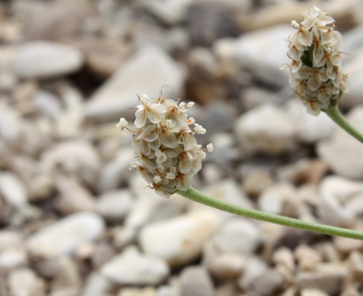 Изображение особи Plantago ovata.