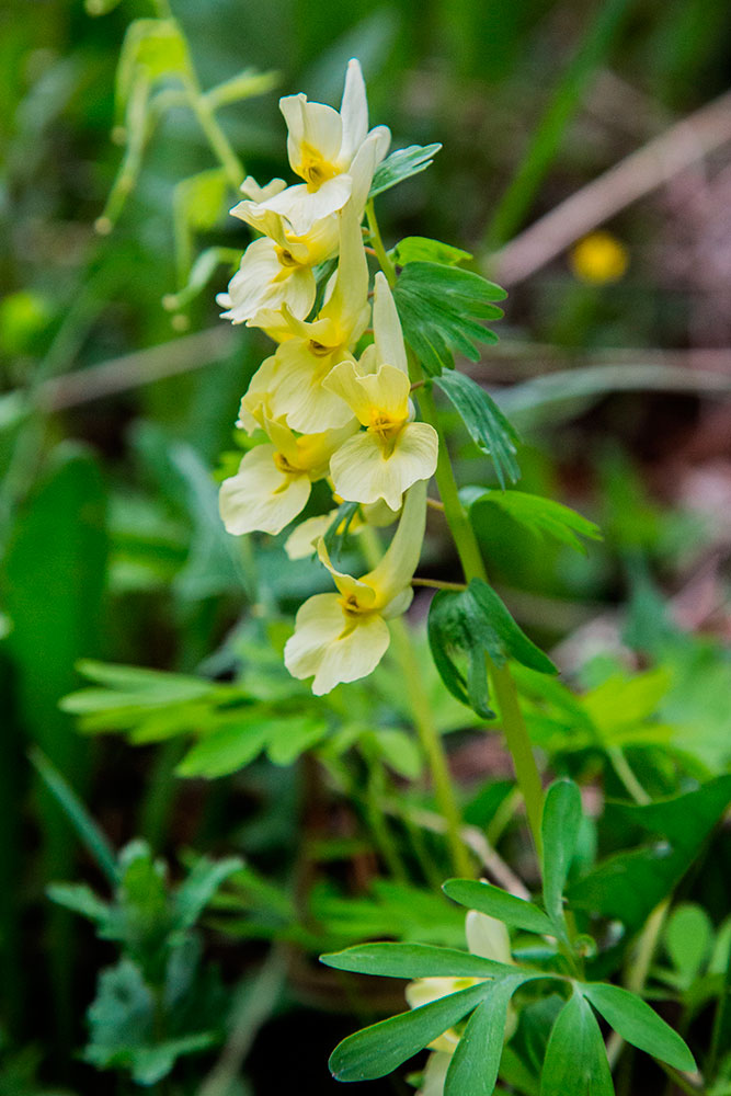 Image of Corydalis bracteata specimen.