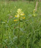 Rhinanthus vernalis