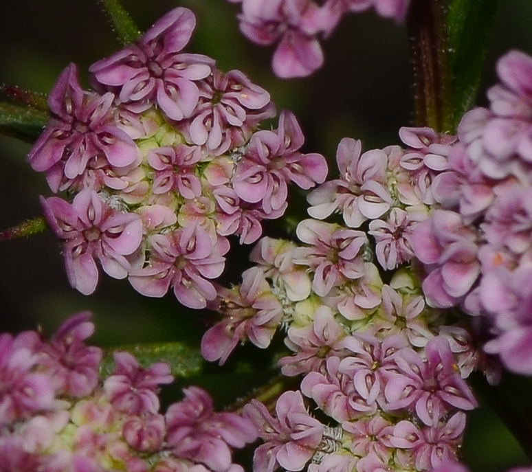 Image of Daucus glaber specimen.