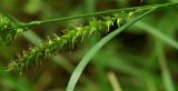 Carex drymophila. Соплодие. Приморский край, Шкотовский р-н, окр. пос. Штыково, левый берег р. Артёмовки, долинный ильмово-ясенёвый лес. 08.07.2014.