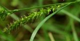 Carex drymophila