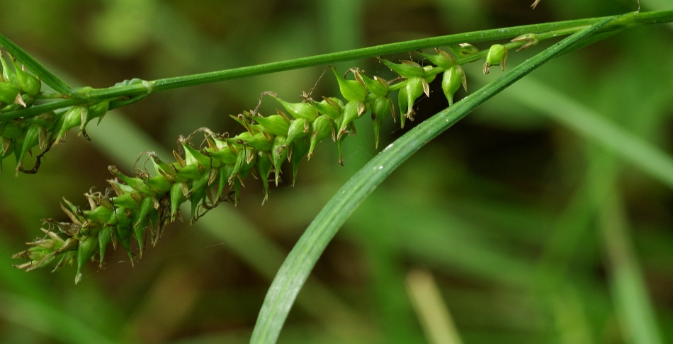 Изображение особи Carex drymophila.