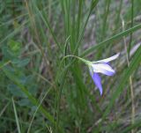 Campanula altaica. Верхушка цветущего растения. Белгородская обл., Губкинский р-н, зап. \"Белогорье\", участок \"Ямская степь\". 17 июня 2009 г.