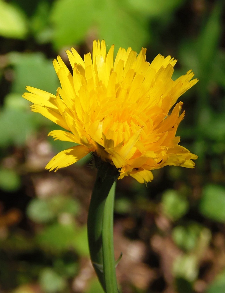 Изображение особи Hypochaeris radicata.