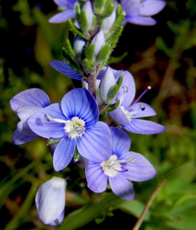 Image of Veronica multifida specimen.