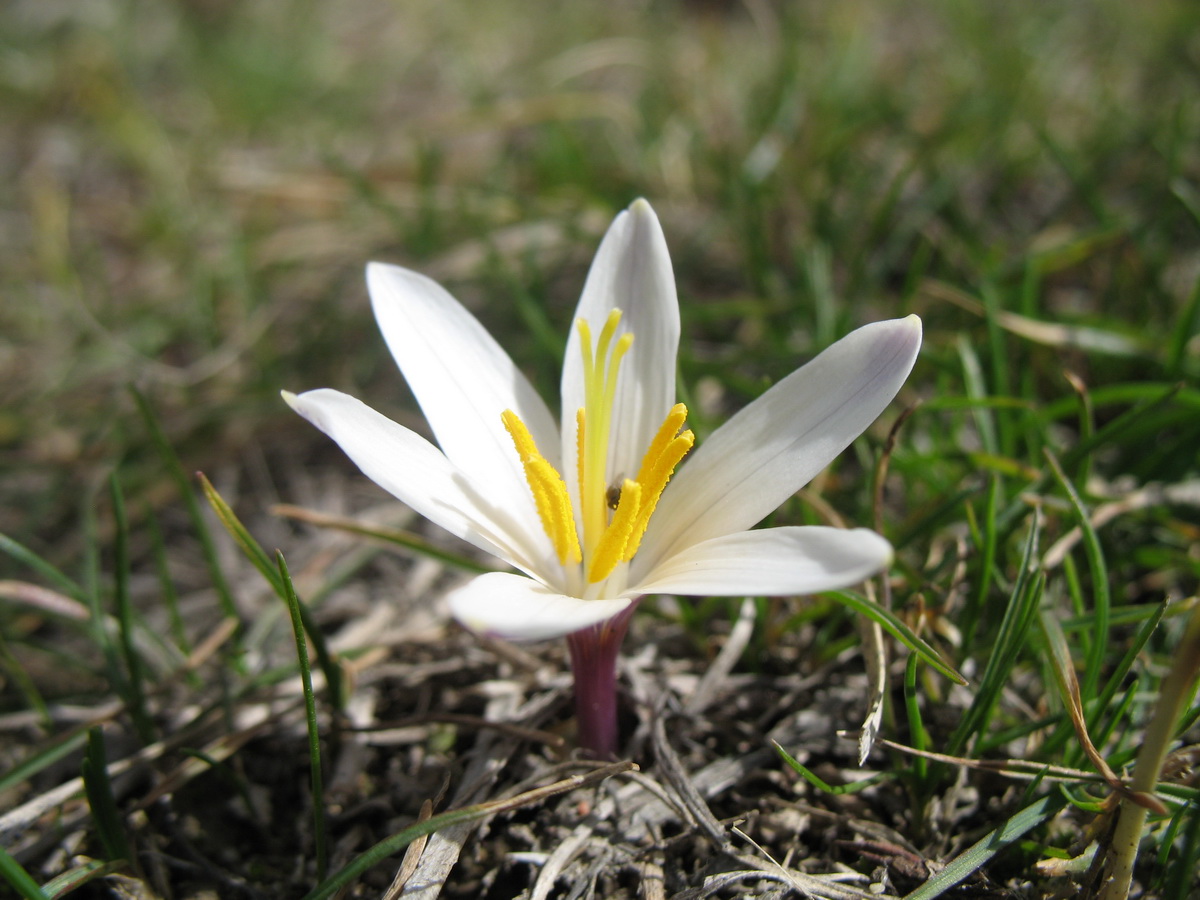 Image of Colchicum kesselringii specimen.