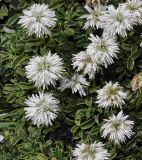 Globularia cordifolia