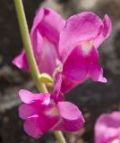 Antirrhinum majus. Цветки. Греция, Ионическое море, о. Κέρκυρα (Керкира или Корфу). 18.05.2014.