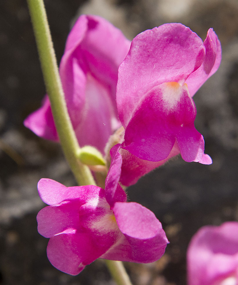 Изображение особи Antirrhinum majus.