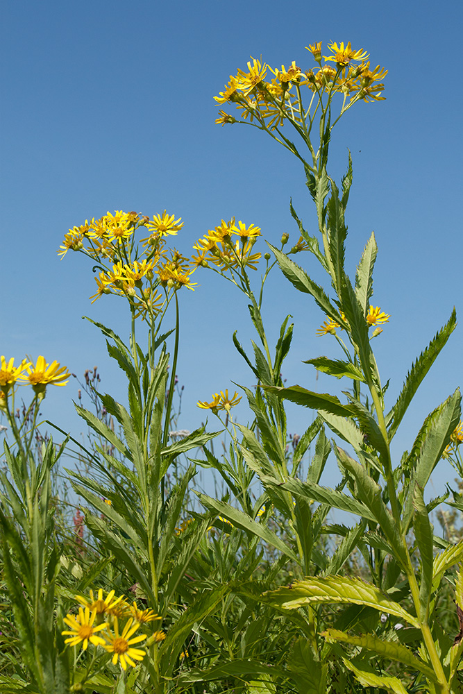 Image of Senecio paludosus specimen.