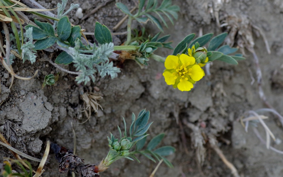 Изображение особи Potentilla bifurca.