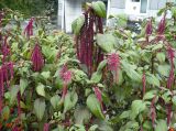 Amaranthus caudatus