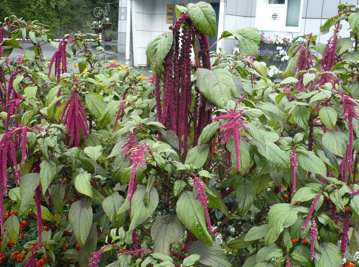 Изображение особи Amaranthus caudatus.