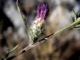 Centaurea novorossica