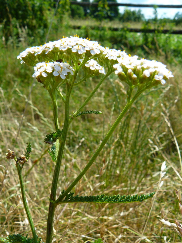 Image of Achillea millefolium specimen.