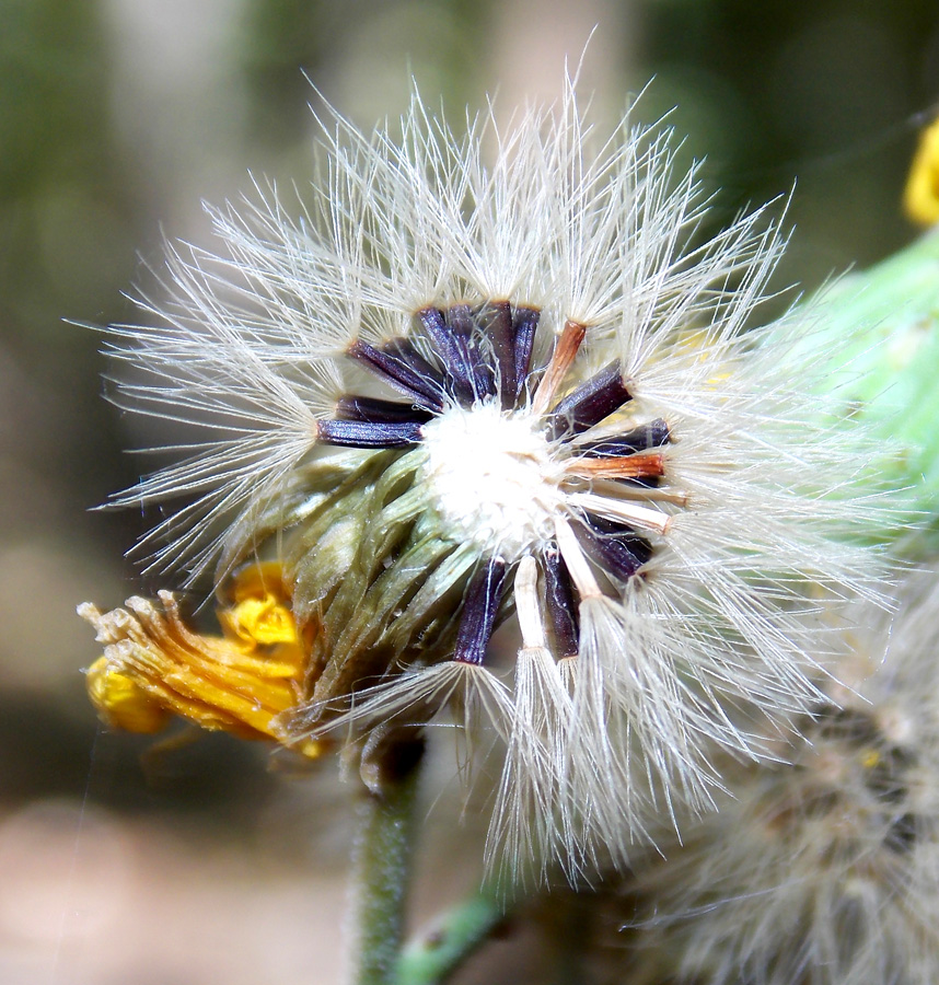 Изображение особи Hieracium scabiosum.