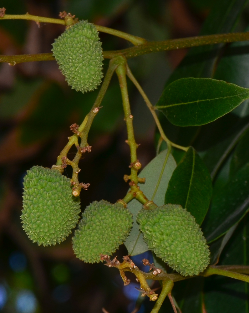 Изображение особи Litchi chinensis.