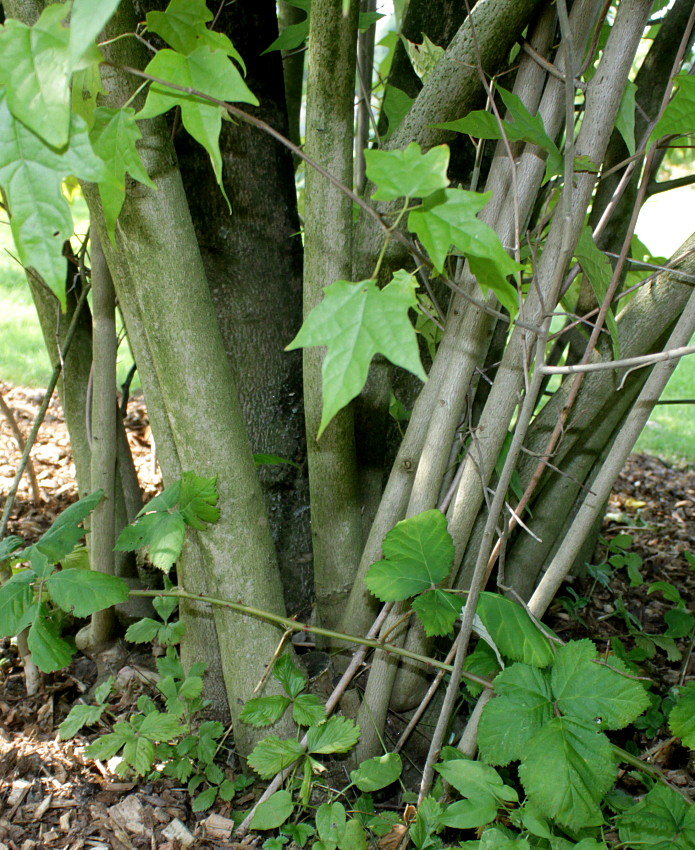 Image of Alangium chinense specimen.