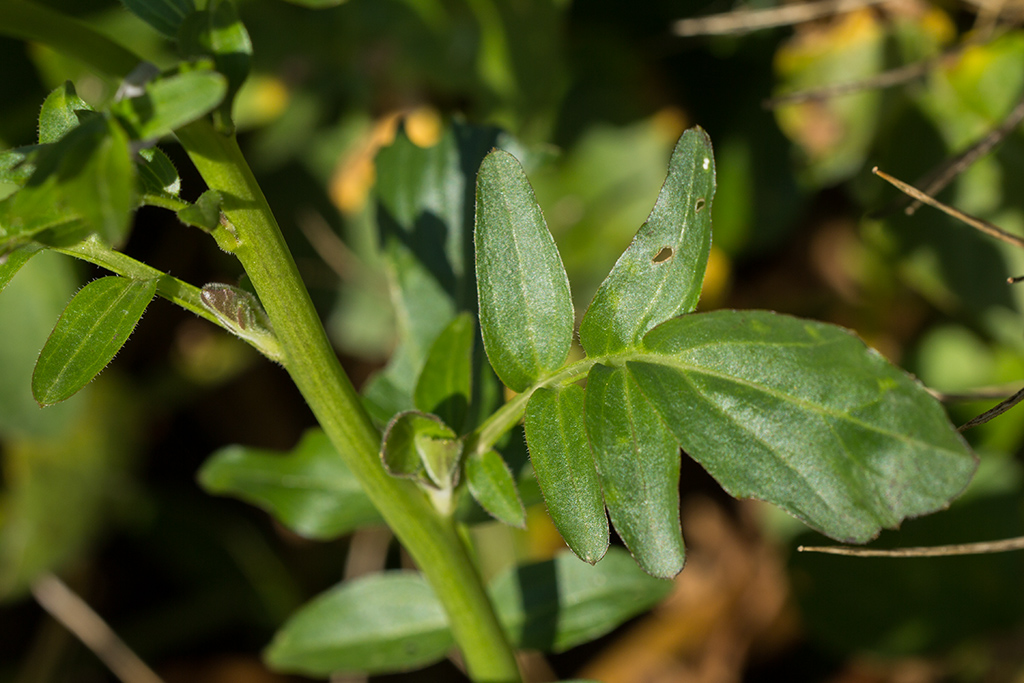 Изображение особи Cardamine seidlitziana.