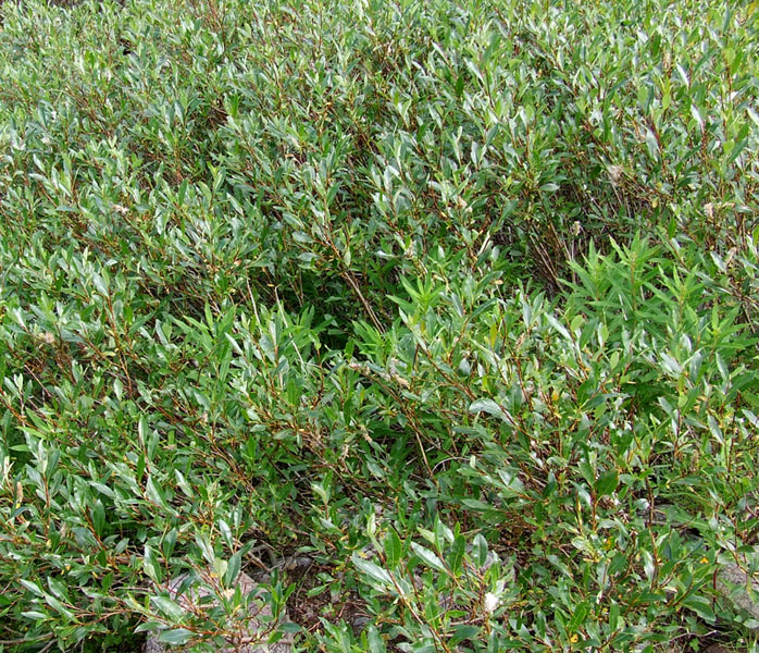 Image of Salix phylicifolia specimen.