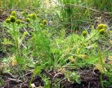 Matricaria discoidea