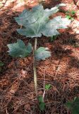 Heracleum sibiricum