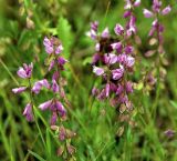 Polygala wolfgangiana