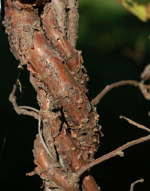 Изображение особи Schisandra chinensis.