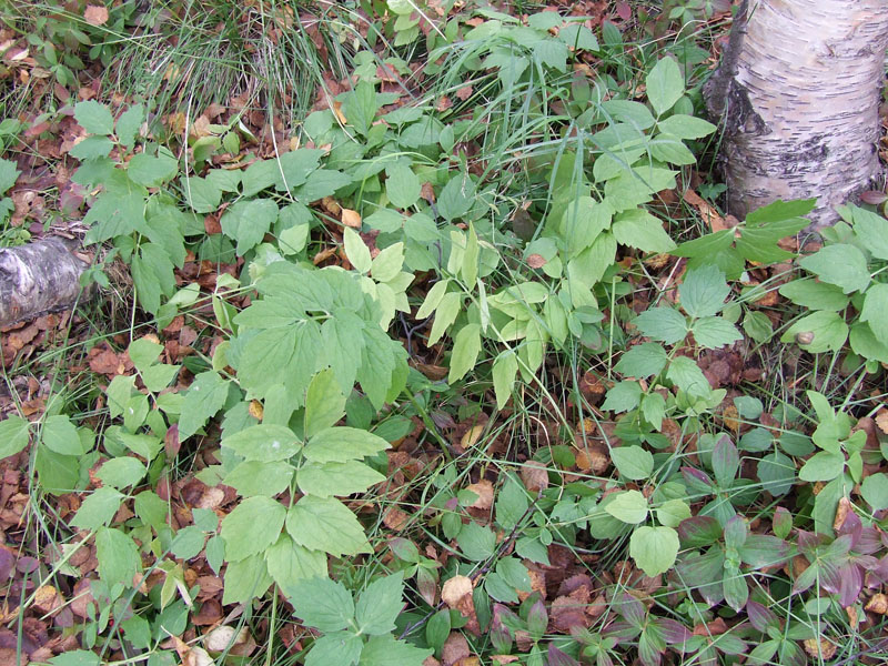 Изображение особи Valeriana sambucifolia.