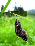 Carex aterrima