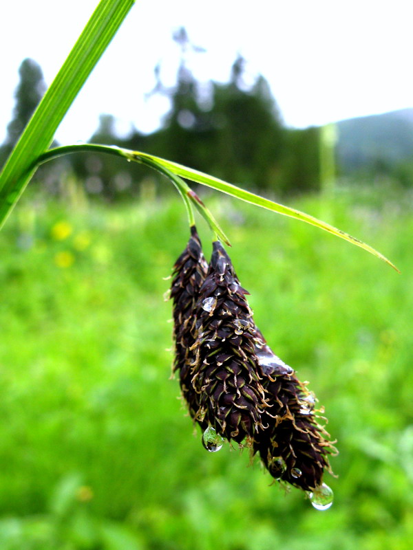 Image of Carex aterrima specimen.