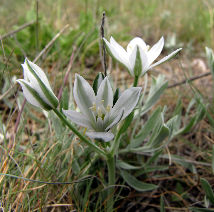 Изображение особи Ornithogalum navaschinii.