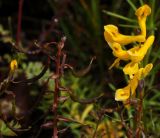 Corydalis speciosa