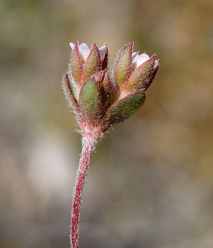 Image of Androsace maxima specimen.