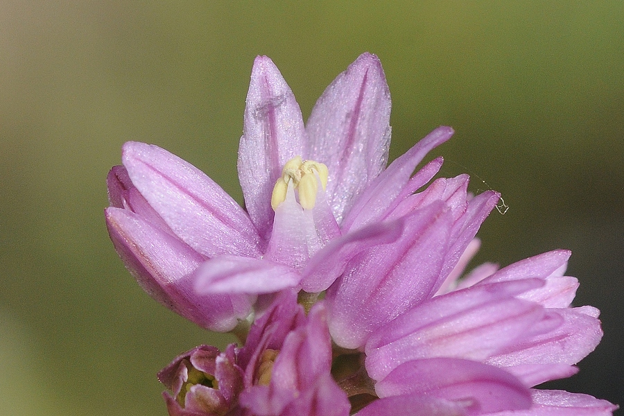 Изображение особи Allium sairamense.