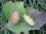 Xanthium orientale