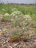 Astrodaucus littoralis