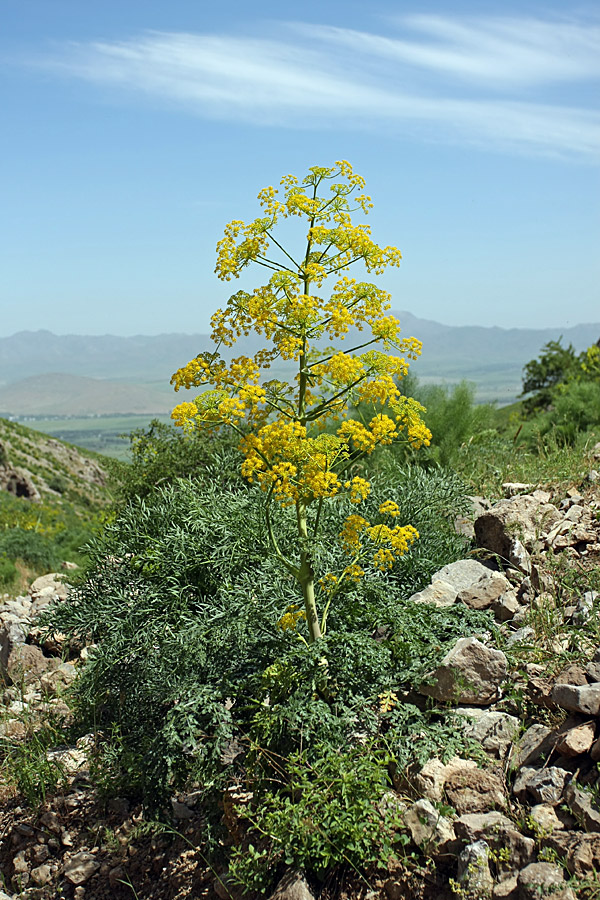 Image of Ferula samarkandica specimen.