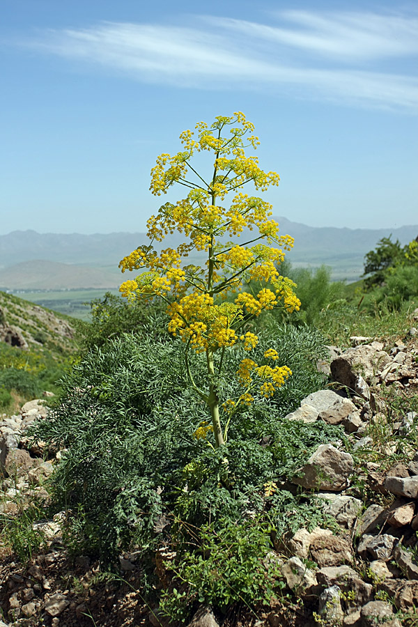 Изображение особи Ferula samarkandica.