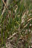 Carex capillaris