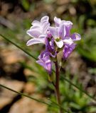 Dendroarabis fruticulosa. Cоцветие. Казахстан, Восточно-Казахстанская обл., долина р. Кальджир, 4-е ущелье, верховое плато над рекой. Начало мая 2013 г.