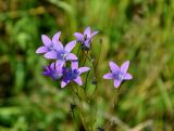 Campanula patula