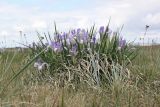 Iris biglumis. Цветущее растение. Хакасия, окр. с. Аршаново, волоснецово-типчаковая степь на песках. 25.05.2015.