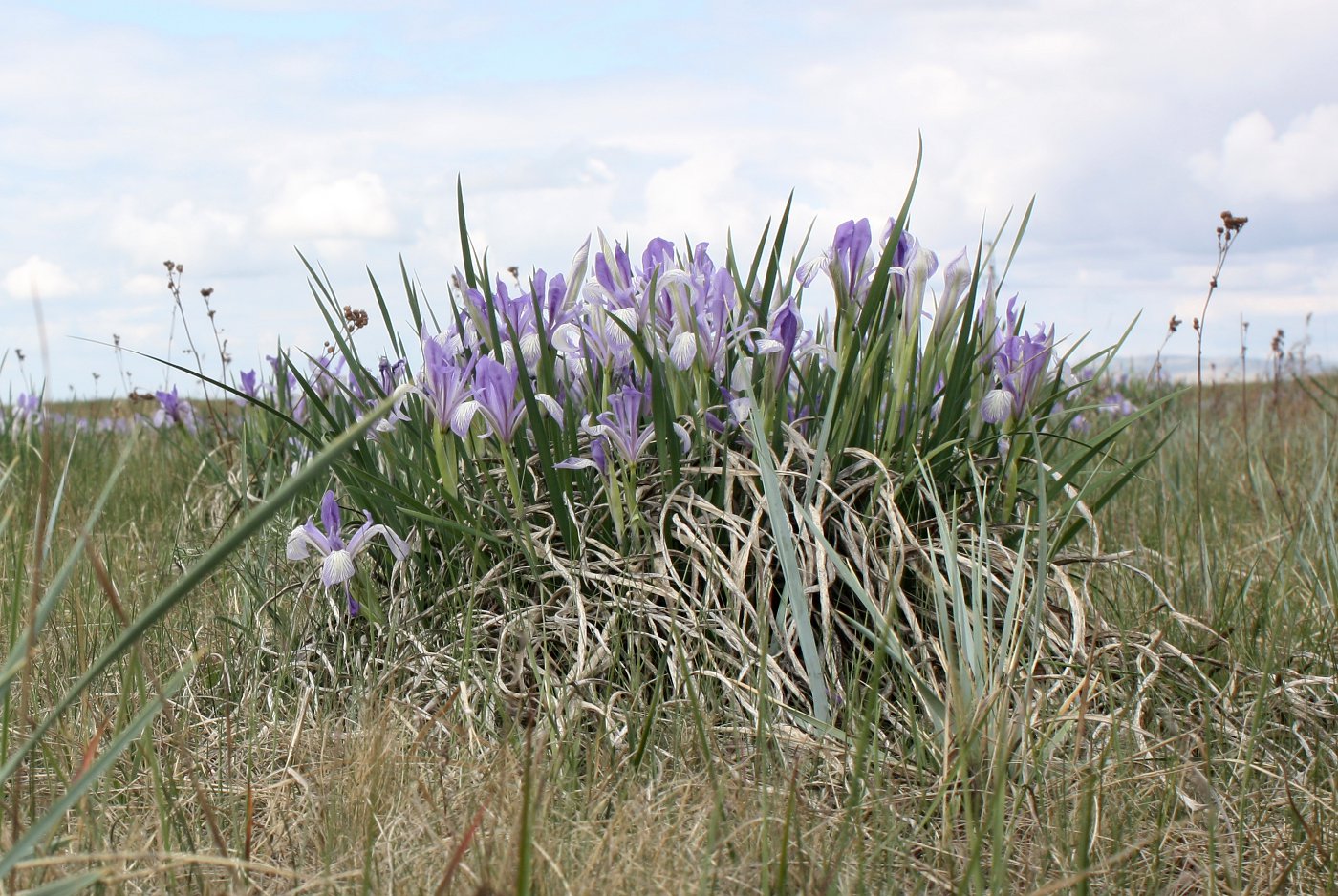 Изображение особи Iris biglumis.